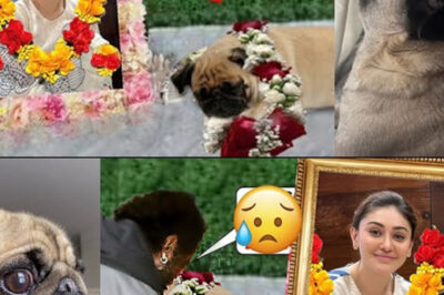Heartbreak for Shefali Jariwala: Beloved Dog Simba Passes Away After 4 Days of Starvation/hi