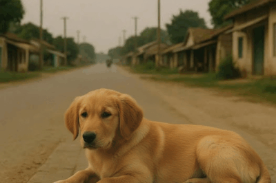 एक कुत्ता शहर के एक चौराहे पर दस साल तक अपने मालिक का इंतज़ार करता रहा। उसे खाना कोई भी दे, वह उसे खाने से पहले दिन के अंत तक इंतज़ार करता, और फिर एक दिन…/hi